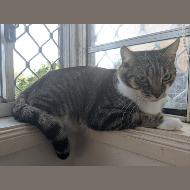 Photo of Stitch