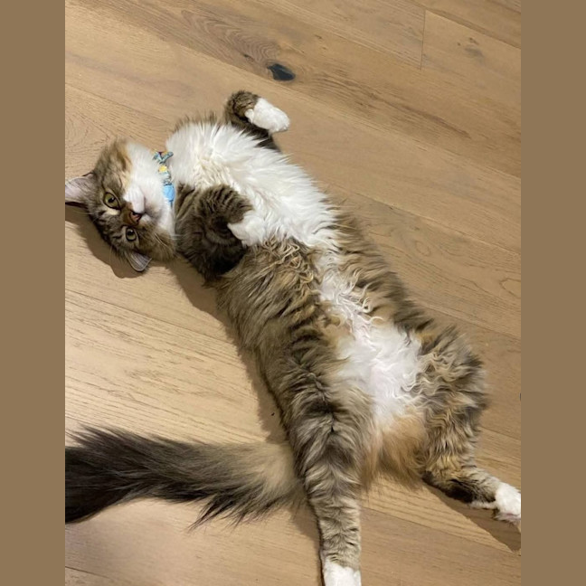 Photo of Diva