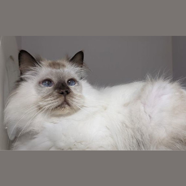 Photo of Ragatha
