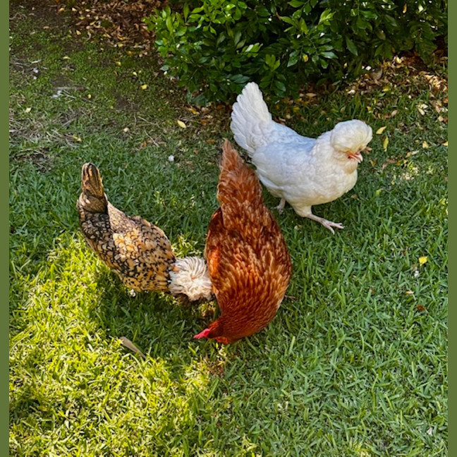 Photo of Renata, Patrizia And Enza