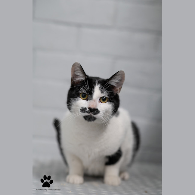 Photo of Toby