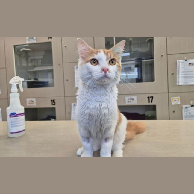Photo of Meowlcom