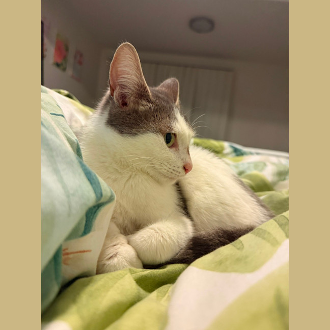 Photo of Thunder