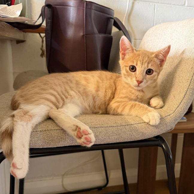 Photo of Brioche