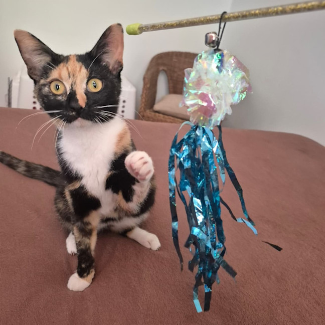 Photo of Elvie