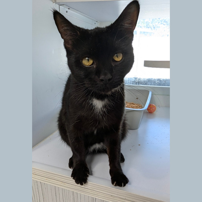 Photo of Licorice