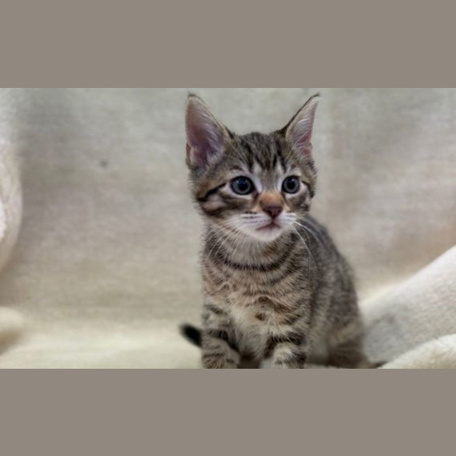 Photo of Burrito