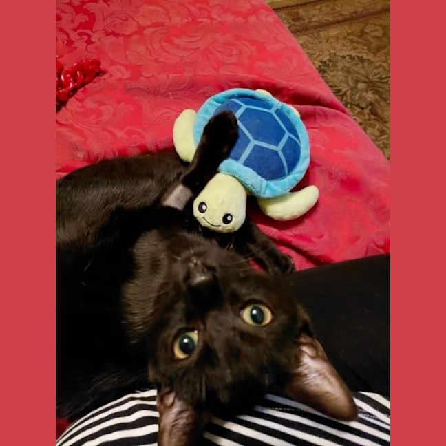 Photo of Otis