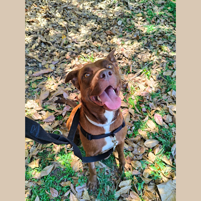 Photo of Willow