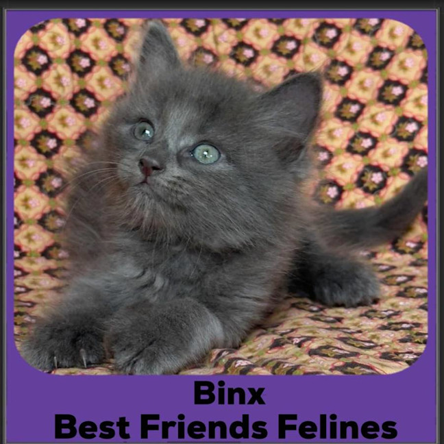 Photo of Binx 