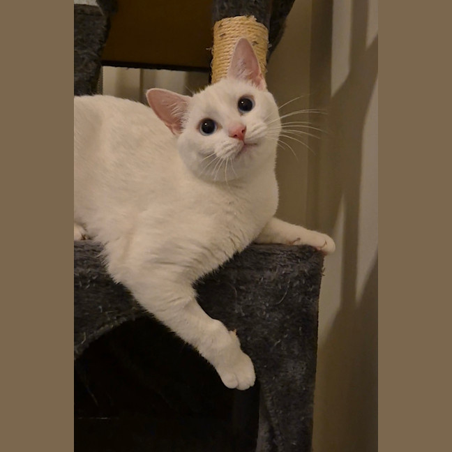 Photo of Bella