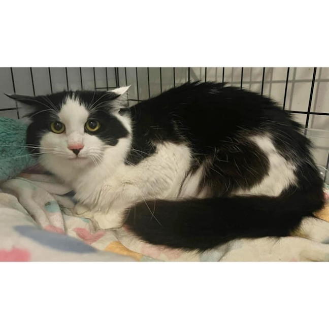 Photo of 9611   Milo