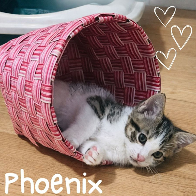 Photo of 🐾 Phoenix 🐾