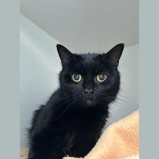 Photo of Midnight