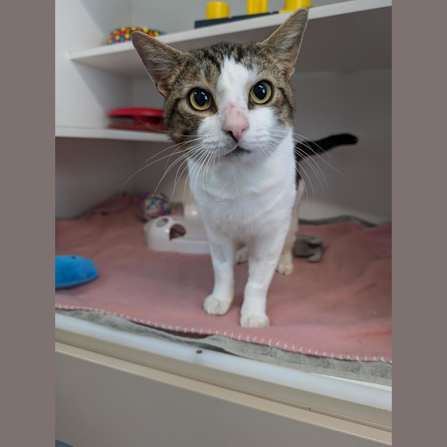 Photo of Pirate