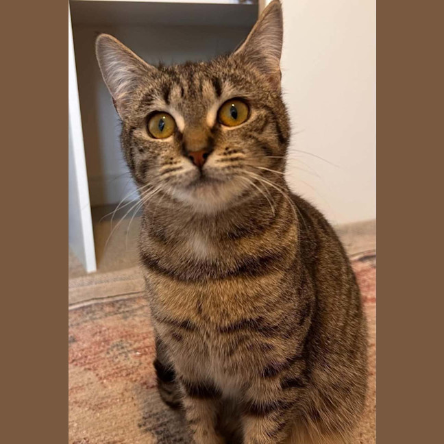 Photo of Scout