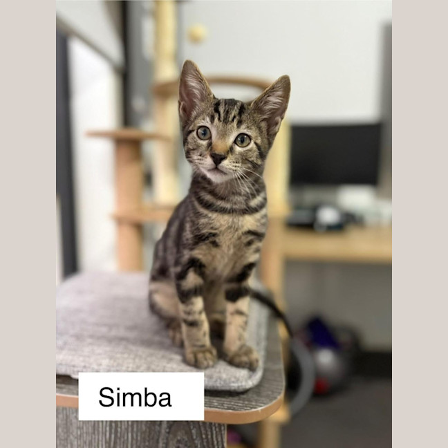 Photo of Simba