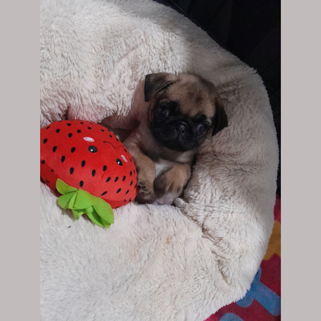 Photo of Belle