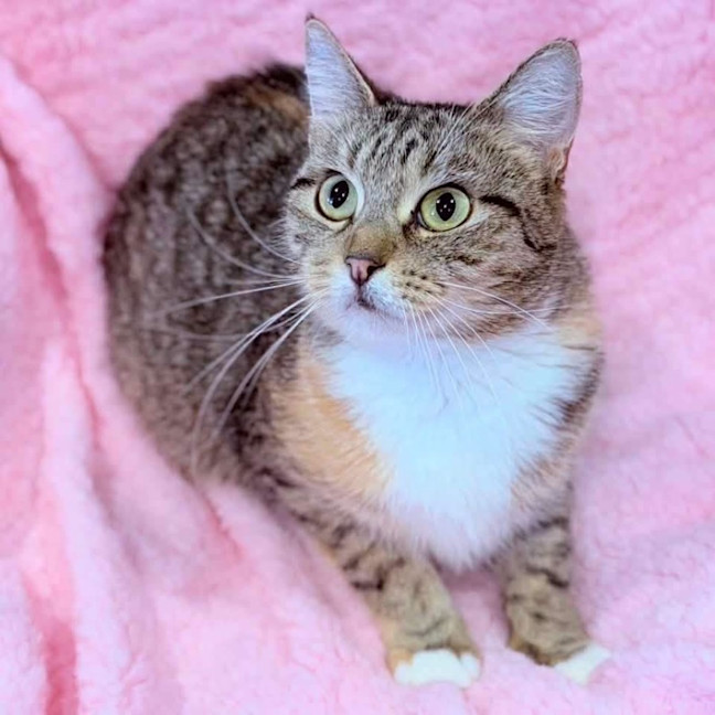 Photo of 14199   Mrs Meow