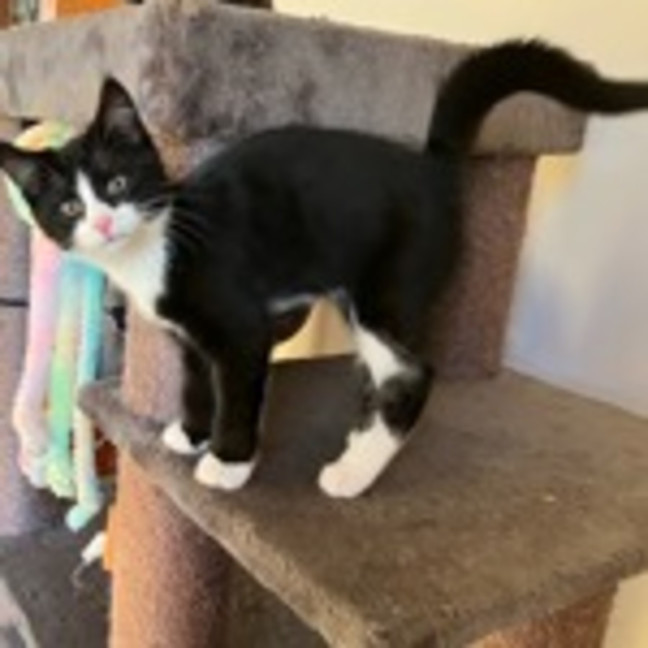 Photo of Rufus