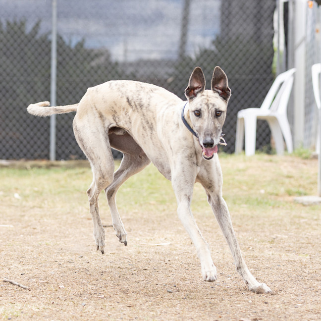 Photo of Ghost