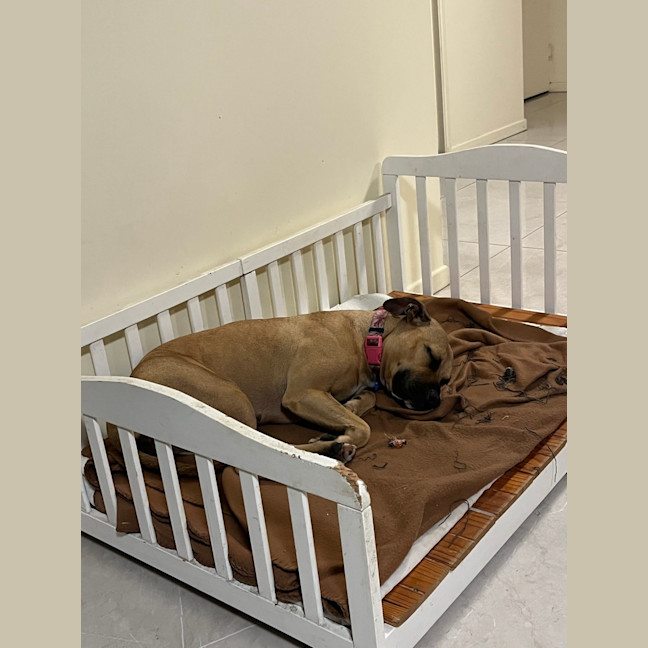 Photo of Bailina Pawsley (Bailey)