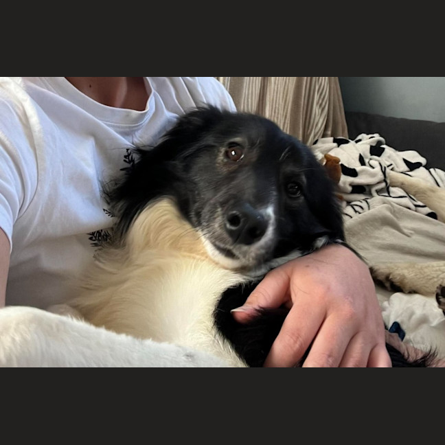 Photo of Moose   2 Year Old Border Collie