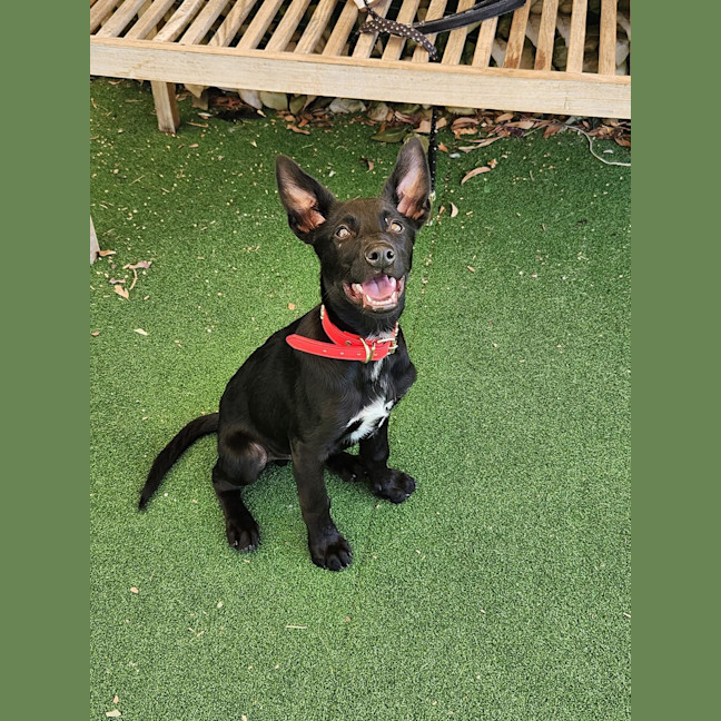 Photo of Reggie