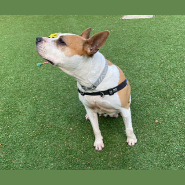 Photo of Bella