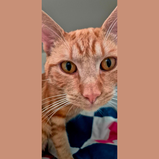 Photo of Sir Tigga (9029)