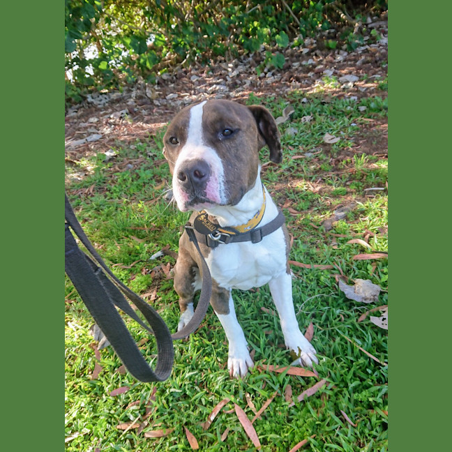 Photo of Ryker