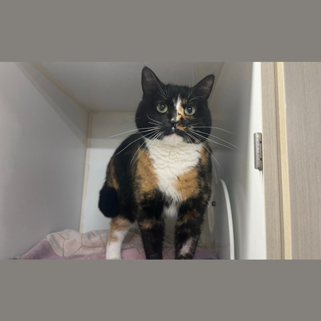 Photo of Toffee
