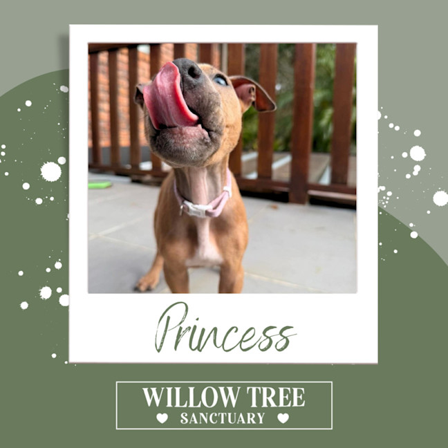 Photo of Princess