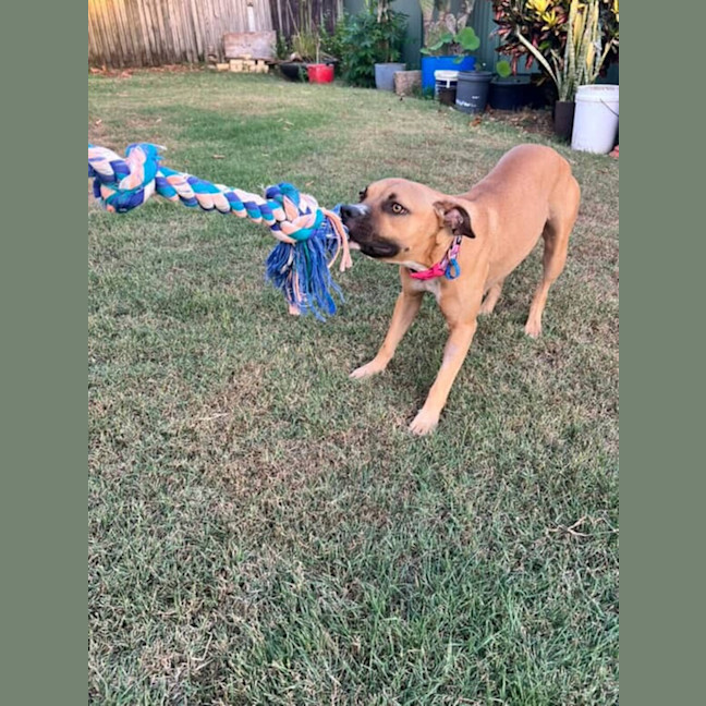 Photo of Bailina Pawsley (Bailey)