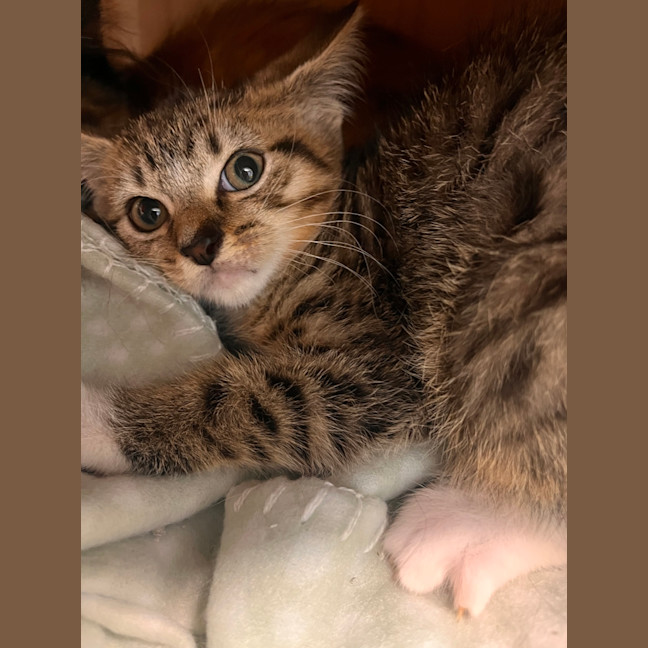 Photo of Scarlet