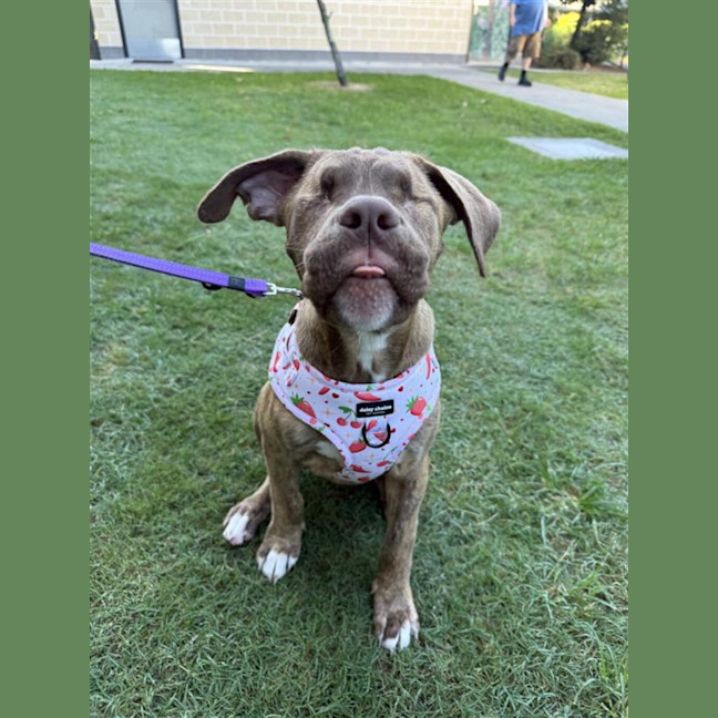 Photo of Honey