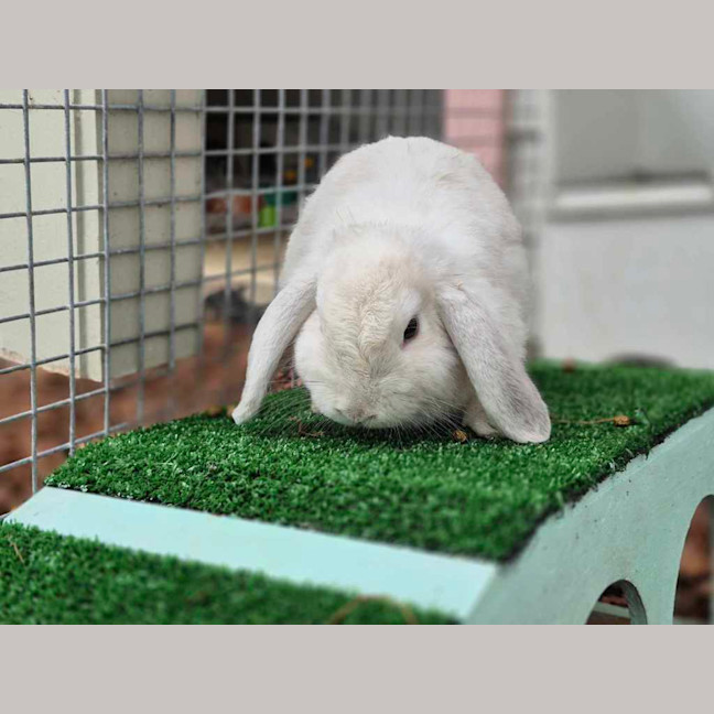 Photo of Leonardo Derabbito