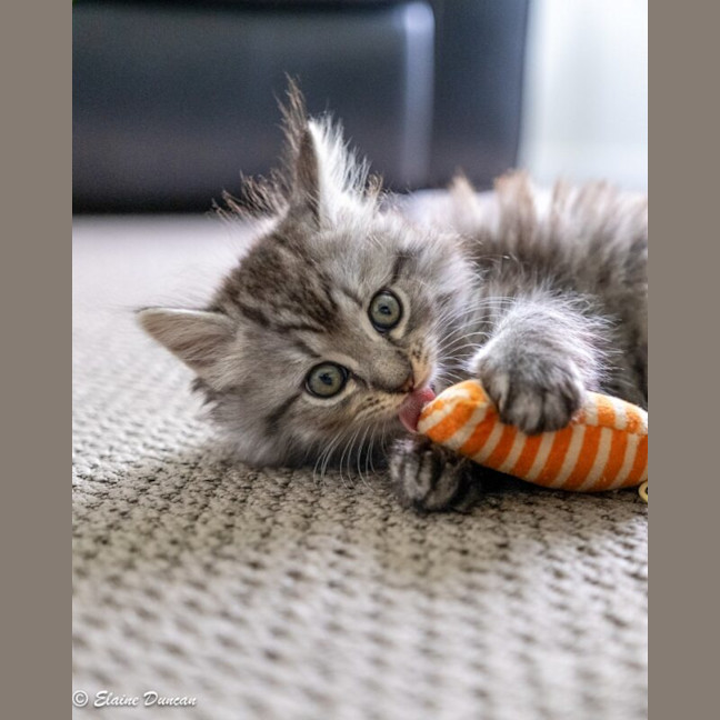 Photo of Dusty