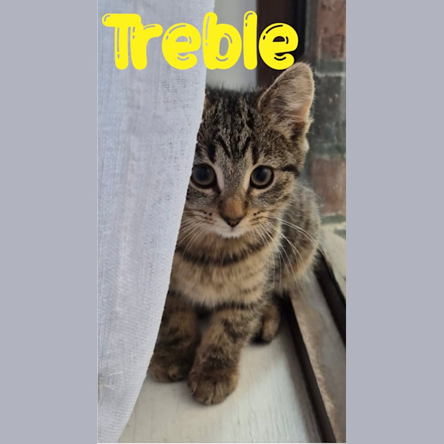 Photo of Treble