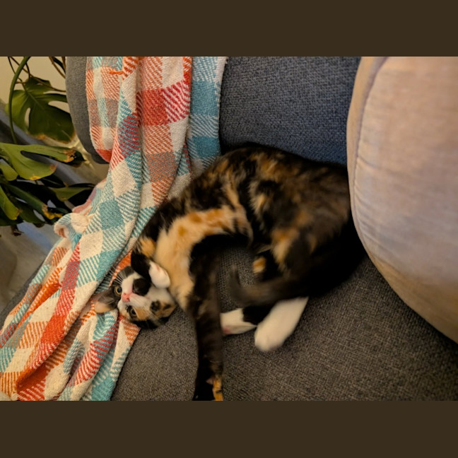 Photo of Sushi