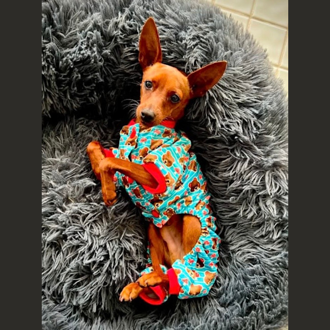 Photo of Nacho