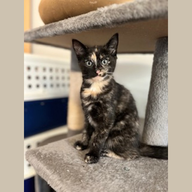 Photo of Millie   Located In Casterton