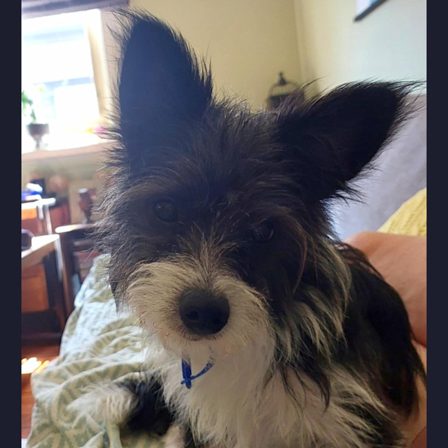 Photo of Mr. Reddington   14 Month Old Terrier Mix (Trial)