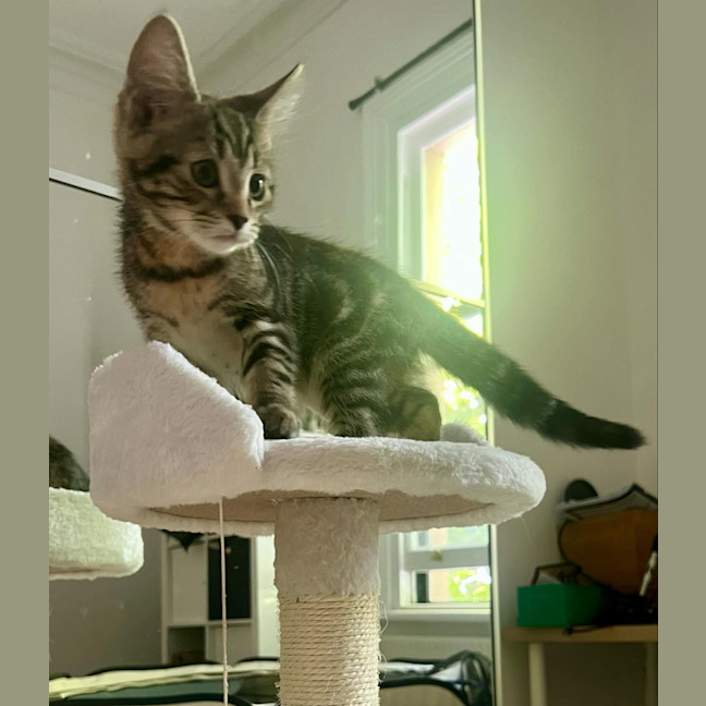 Photo of Poppy