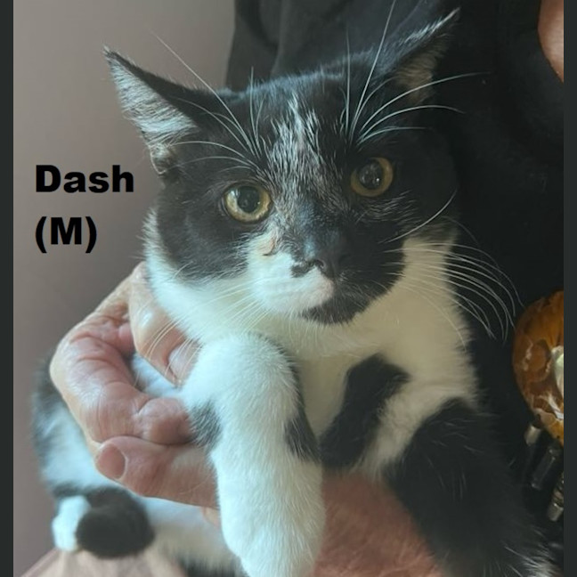 Photo of Dash