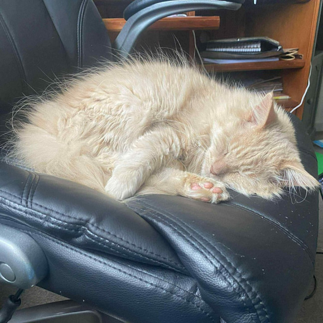 Photo of Hermes   In Foster In Preston