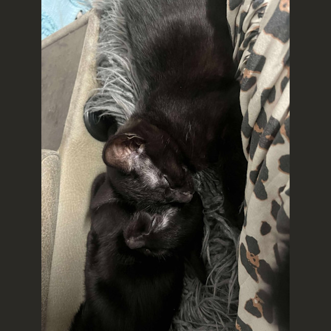 Photo of Baloo