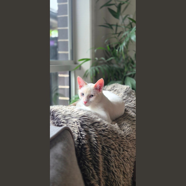 Photo of Bluey