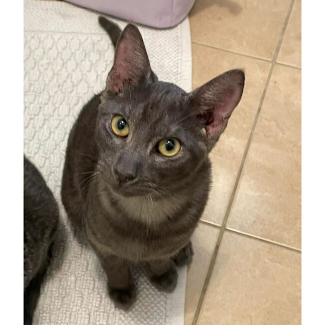 Photo of 13959   Panther