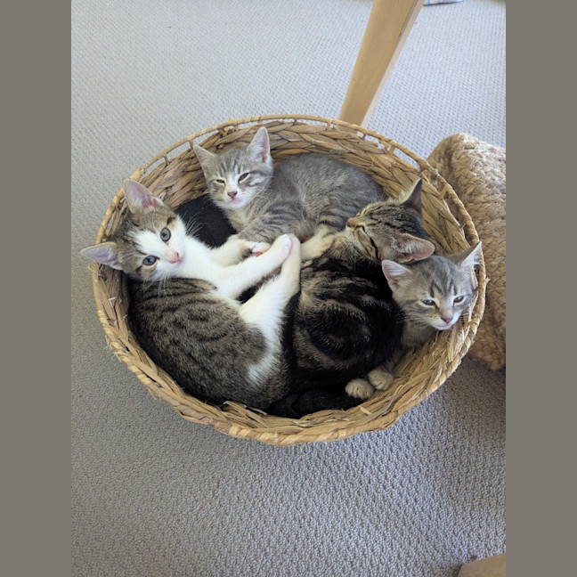 Photo of Isabella Scotty